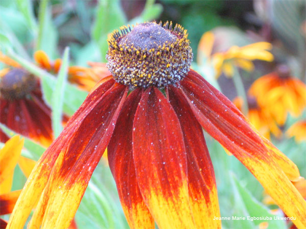 Indian Blanket Flower by Jeanne Marie Egbosiuba Ukwendu