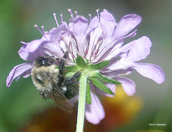 Bumble Bee Clings to Flower by Kevin Saleeba