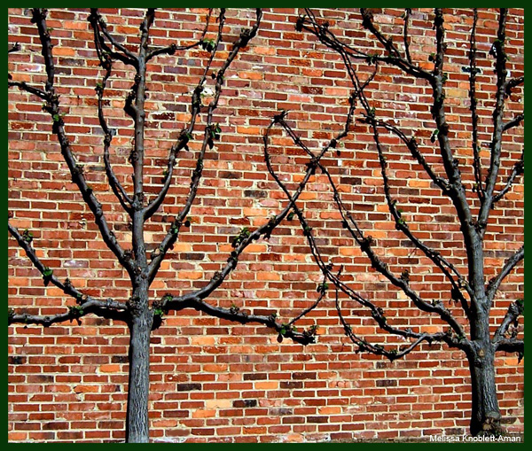 Bricks-n-Branches by Melissa Knoblett-Aman